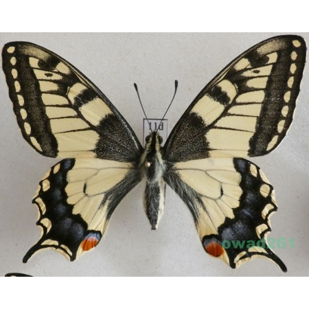Papilio machaon Linnaeus, 1758 Paź królowej Czech 66mm11d